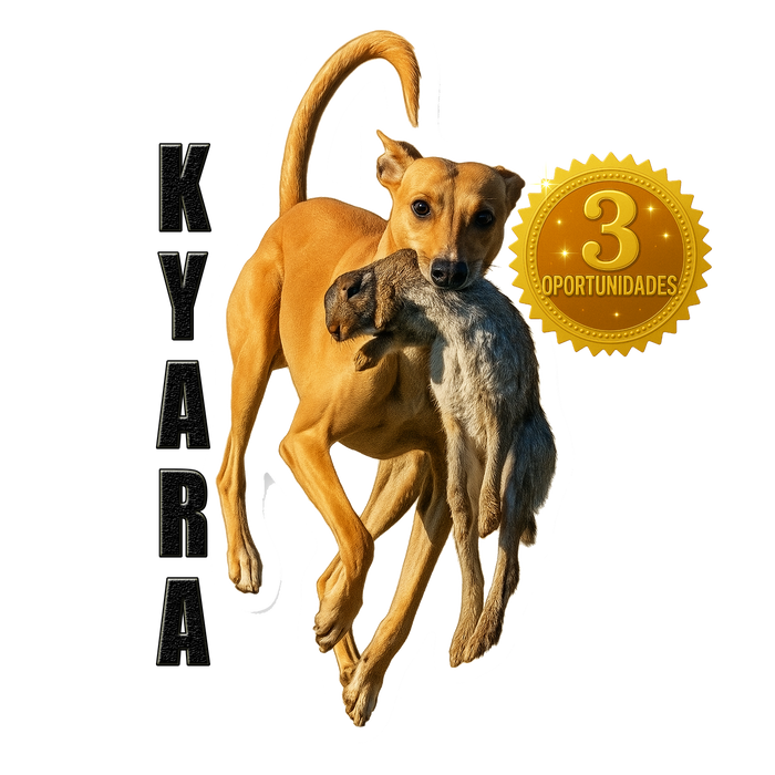 PREVENTA STICKER RIFA AÑO 2026 CACERIA BEAGLE CHILE