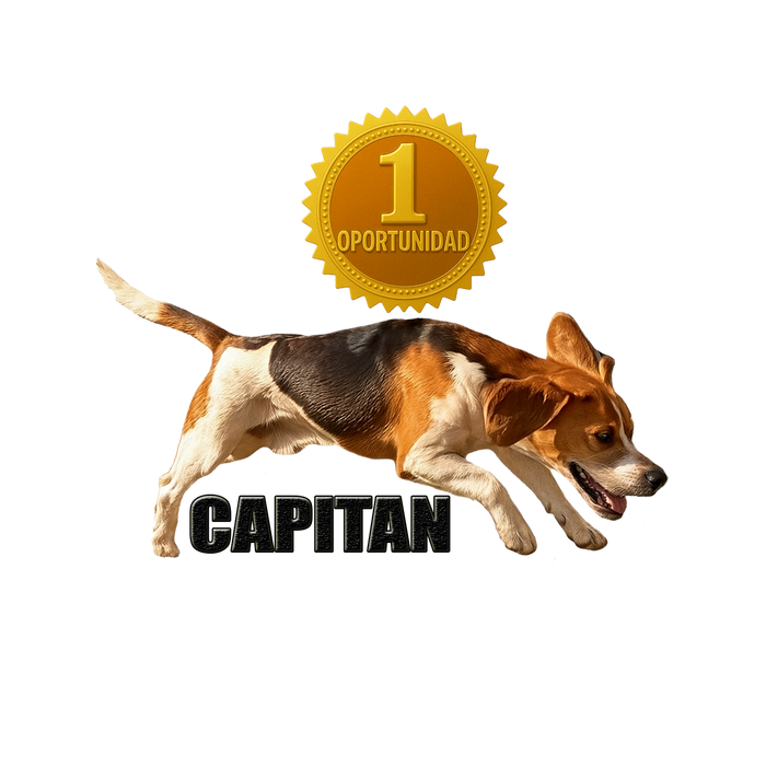 PREVENTA STICKER RIFA AÑO 2026 CACERIA BEAGLE CHILE