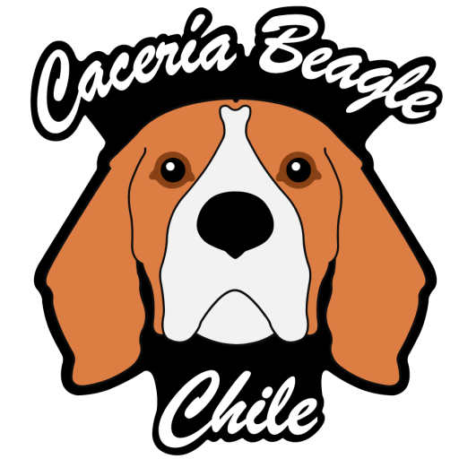 Cacería Beagle Chile
